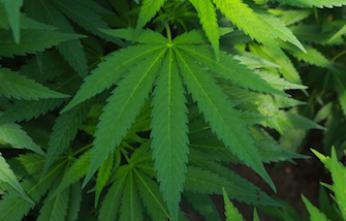 Le cannabis thérapeutique réduit les décès par overdose de médicaments